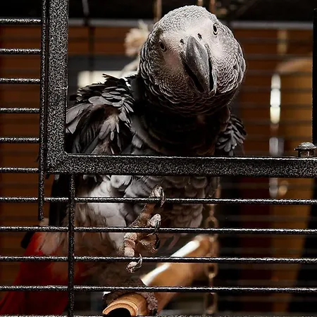 Sunny Forum 4* Σάνι Μπιτς